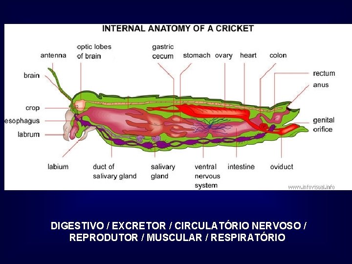 DIGESTIVO / EXCRETOR / CIRCULATÓRIO NERVOSO / REPRODUTOR / MUSCULAR / RESPIRATÓRIO 