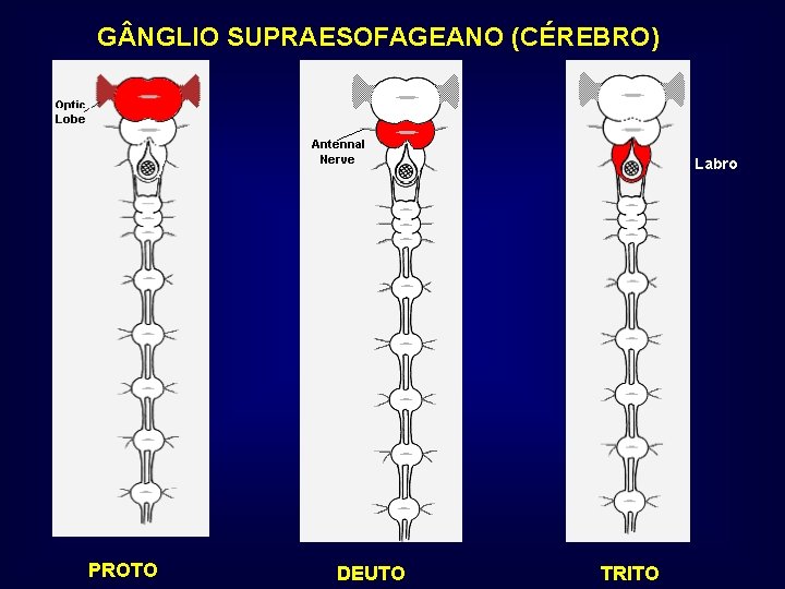 G NGLIO SUPRAESOFAGEANO (CÉREBRO) Labro PROTO DEUTO TRITO 