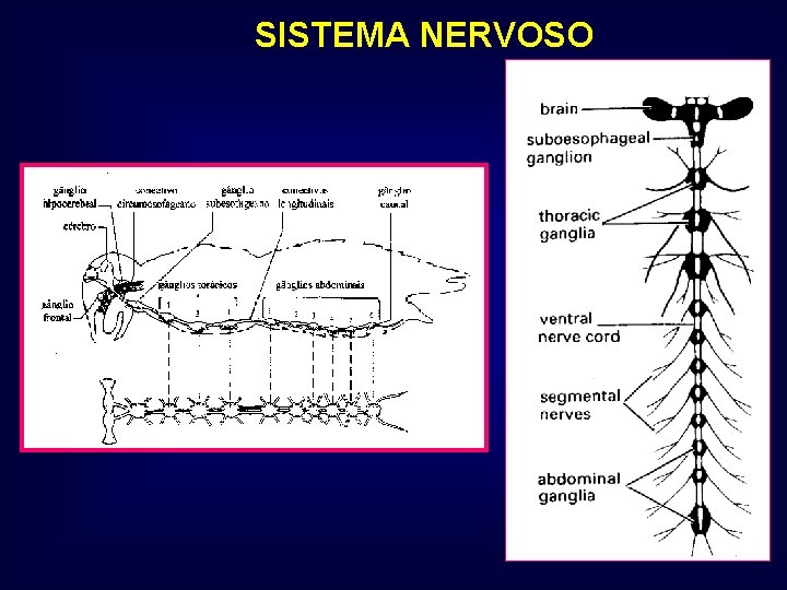 SISTEMA NERVOSO 