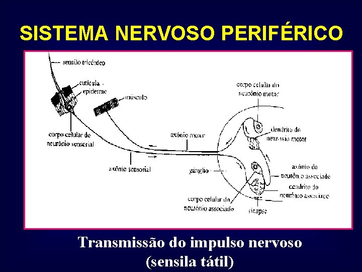 SISTEMA NERVOSO PERIFÉRICO Transmissão do impulso nervoso (sensila tátil) 