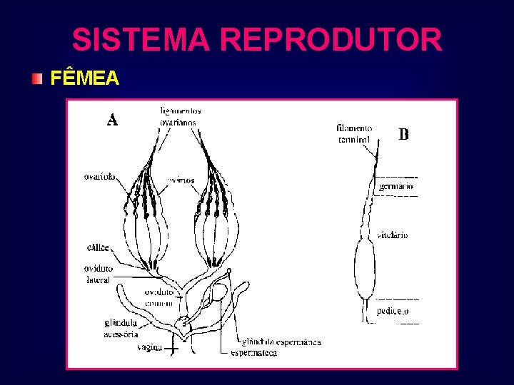 SISTEMA REPRODUTOR FÊMEA 