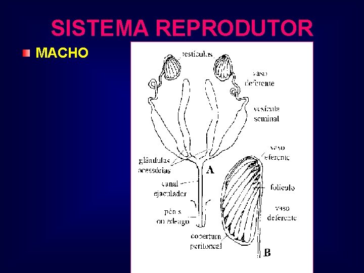 SISTEMA REPRODUTOR MACHO 