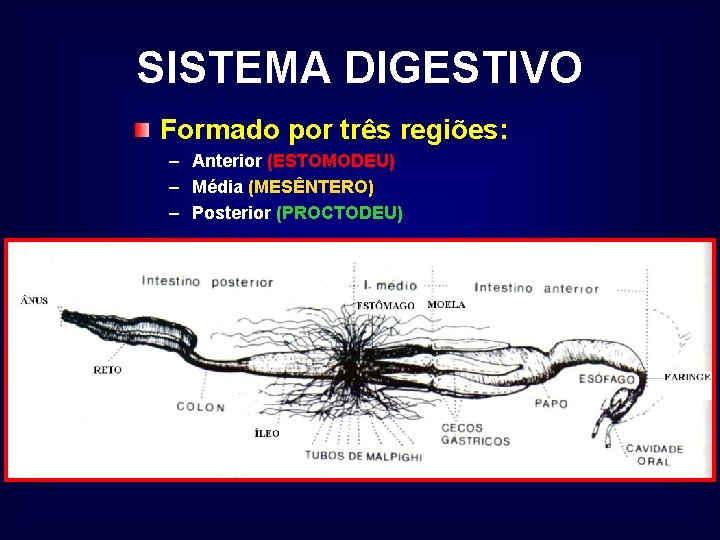 SISTEMA DIGESTIVO Formado por três regiões: – Anterior (ESTOMODEU) – Média (MESÊNTERO) – Posterior