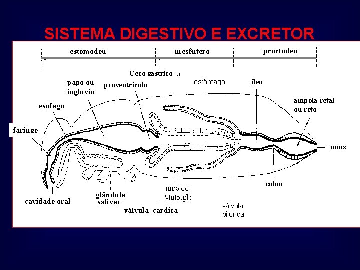 SISTEMA DIGESTIVO E EXCRETOR estomodeu proctodeu mesêntero Ceco gástrico papo ou inglúvio proventrículo íleo