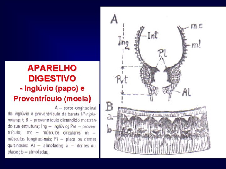 APARELHO DIGESTIVO - Inglúvio (papo) e Proventrículo (moela) 
