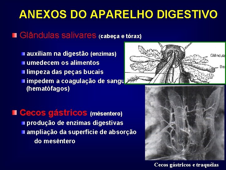 ANEXOS DO APARELHO DIGESTIVO Glândulas salivares (cabeça e tórax) auxiliam na digestão (enzimas) umedecem