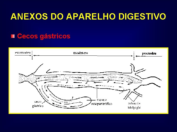 ANEXOS DO APARELHO DIGESTIVO Cecos gástricos 