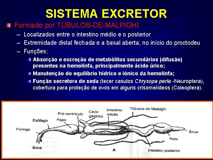 SISTEMA EXCRETOR Formado por TÚBULOS-DE-MALPIGHI – – – Localizados entre o intestino médio e