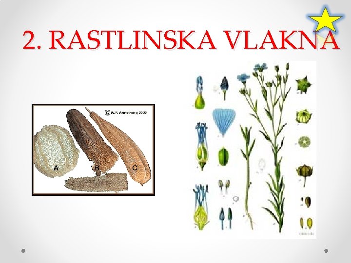 2. RASTLINSKA VLAKNA 