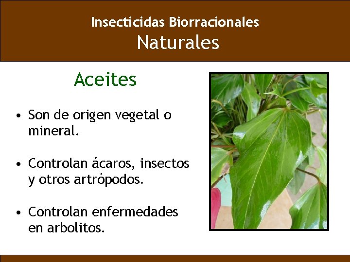 Insecticidas Biorracionales Naturales Aceites • Son de origen vegetal o mineral. • Controlan ácaros,