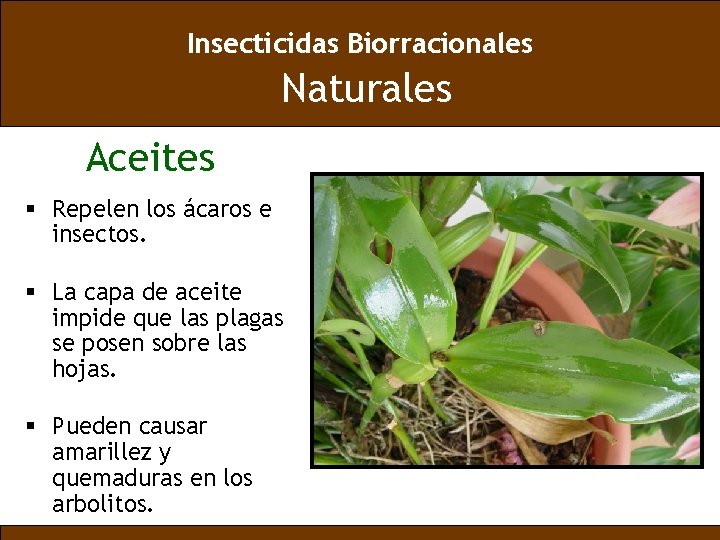 Insecticidas Biorracionales Naturales Aceites § Repelen los ácaros e insectos. § La capa de