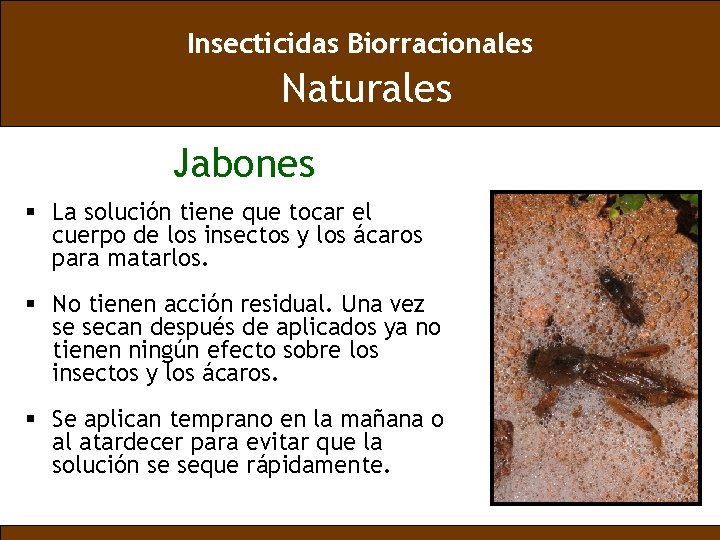 Insecticidas Biorracionales Naturales Jabones § La solución tiene que tocar el cuerpo de los