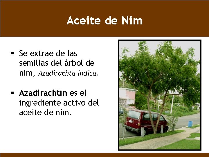 Aceite de Nim § Se extrae de las semillas del árbol de nim, Azadirachta