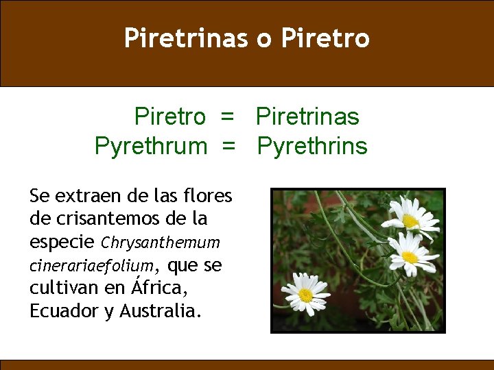 Piretrinas o Piretro = Piretrinas Pyrethrum = Pyrethrins Se extraen de las flores de