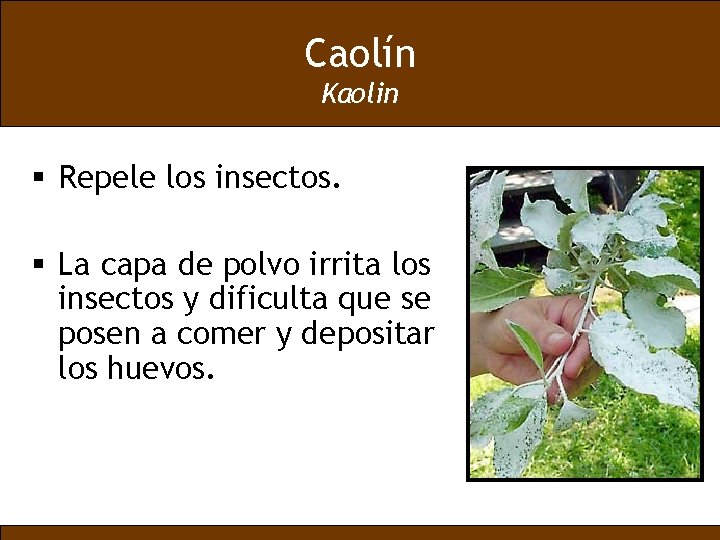Caolín Kaolin § Repele los insectos. § La capa de polvo irrita los insectos