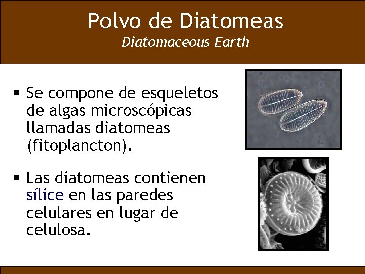 Polvo de Diatomeas Diatomaceous Earth § Se compone de esqueletos de algas microscópicas llamadas
