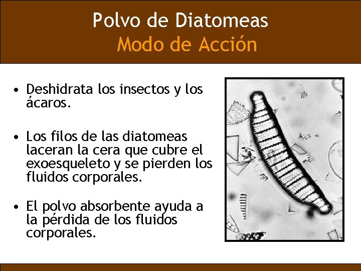 Polvo de Diatomeas Modo de Acción • Deshidrata los insectos y los ácaros. •