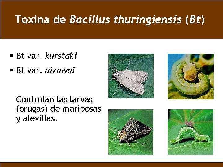 Toxina de Bacillus thuringiensis (Bt) § Bt var. kurstaki § Bt var. aizawai Controlan