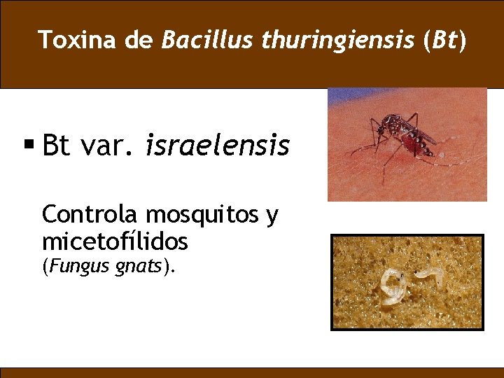 Toxina de Bacillus thuringiensis (Bt) § Bt var. israelensis Controla mosquitos y micetofílidos (Fungus