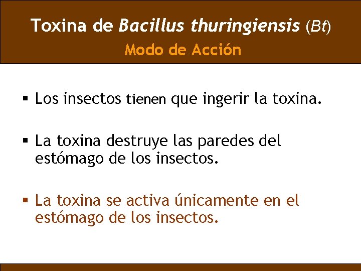 Toxina de Bacillus thuringiensis (Bt) Modo de Acción § Los insectos tienen que ingerir