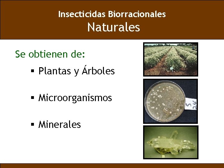 Insecticidas Biorracionales Naturales Se obtienen de: § Plantas y Árboles § Microorganismos § Minerales