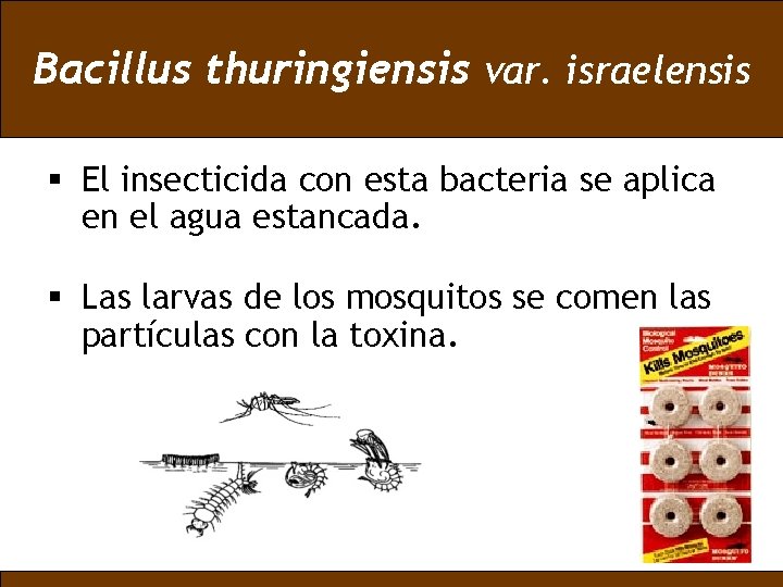 Bacillus thuringiensis var. israelensis § El insecticida con esta bacteria se aplica en el