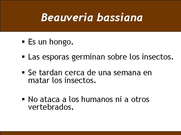 Beauveria bassiana § Es un hongo. § Las esporas germinan sobre los insectos. §