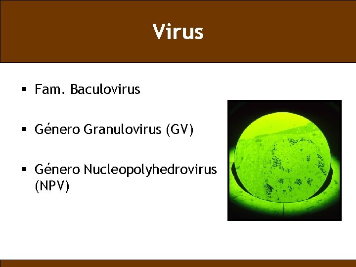 Virus § Fam. Baculovirus § Género Granulovirus (GV) § Género Nucleopolyhedrovirus (NPV) 