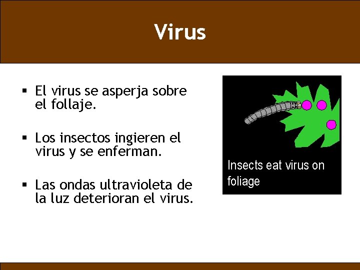 Virus § El virus se asperja sobre el follaje. § Los insectos ingieren el