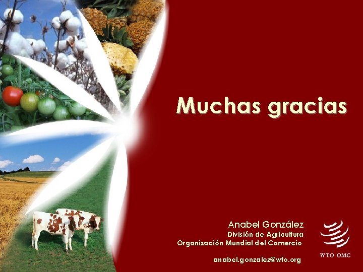 Muchas gracias Anabel González División de Agricultura Organización Mundial del Comercio anabel. gonzalez@wto. org