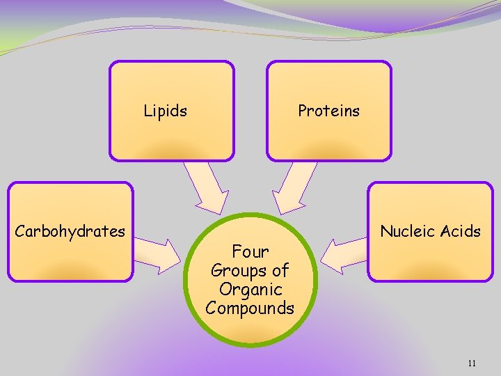 Lipids Carbohydrates Proteins Four Groups of Organic Compounds Nucleic Acids 11 