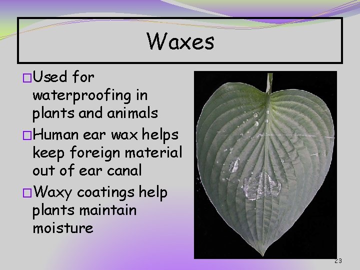 Waxes �Used for waterproofing in plants and animals �Human ear wax helps keep foreign