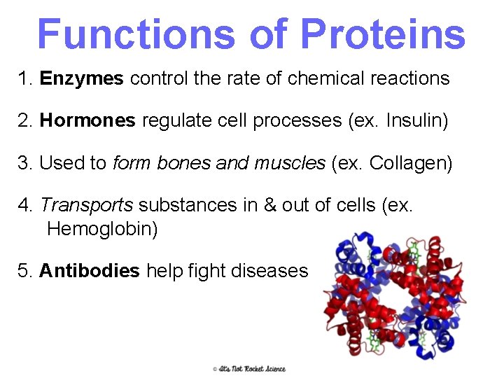 Functions of Proteins 1. Enzymes control the rate of chemical reactions 2. Hormones regulate