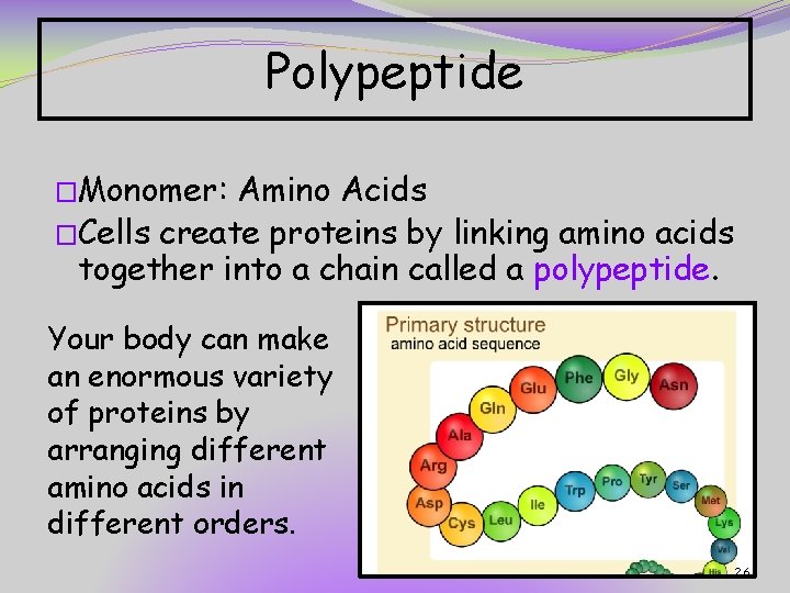 Polypeptide �Monomer: Amino Acids �Cells create proteins by linking amino acids together into a