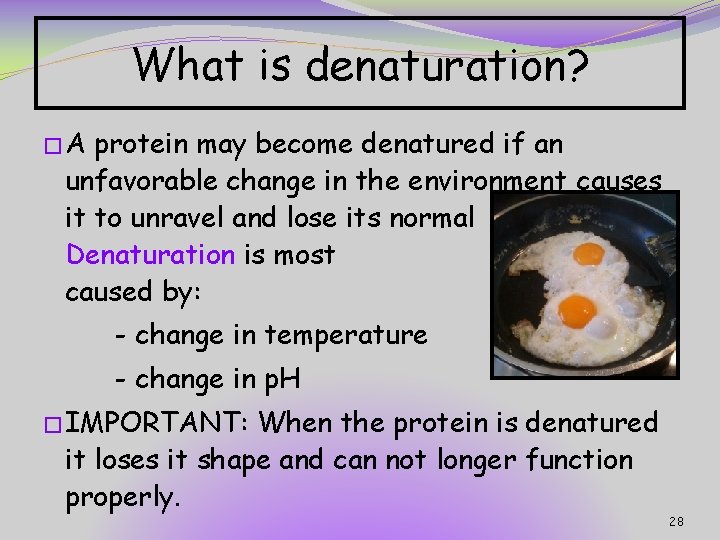 What is denaturation? �A protein may become denatured if an unfavorable change in the