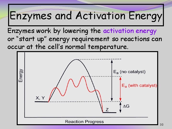 Enzymes and Activation Energy Enzymes work by lowering the activation energy or “start up”