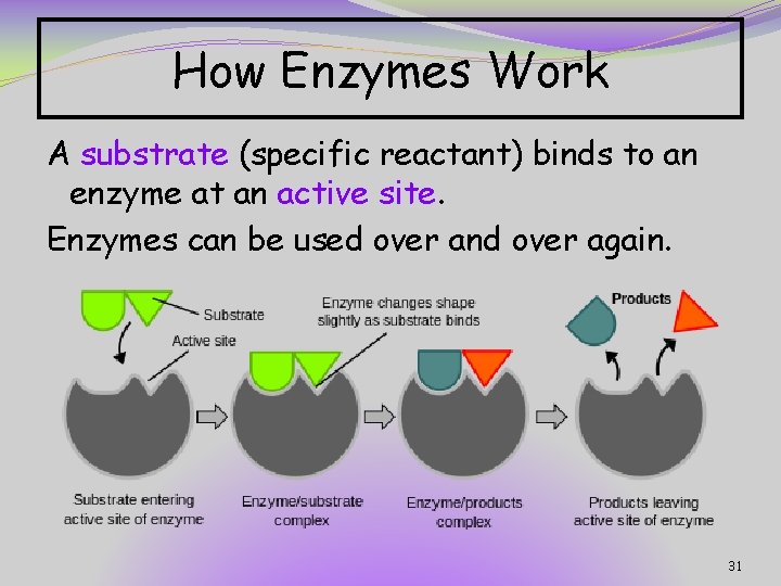 How Enzymes Work A substrate (specific reactant) binds to an enzyme at an active