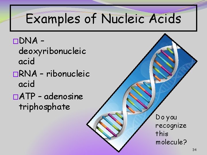 Examples of Nucleic Acids �DNA – deoxyribonucleic acid �RNA – ribonucleic acid �ATP –