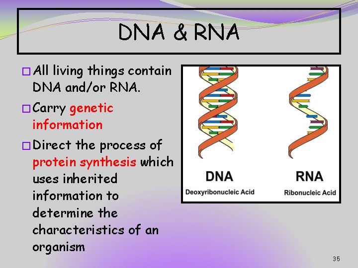 DNA & RNA � All living things contain DNA and/or RNA. � Carry genetic