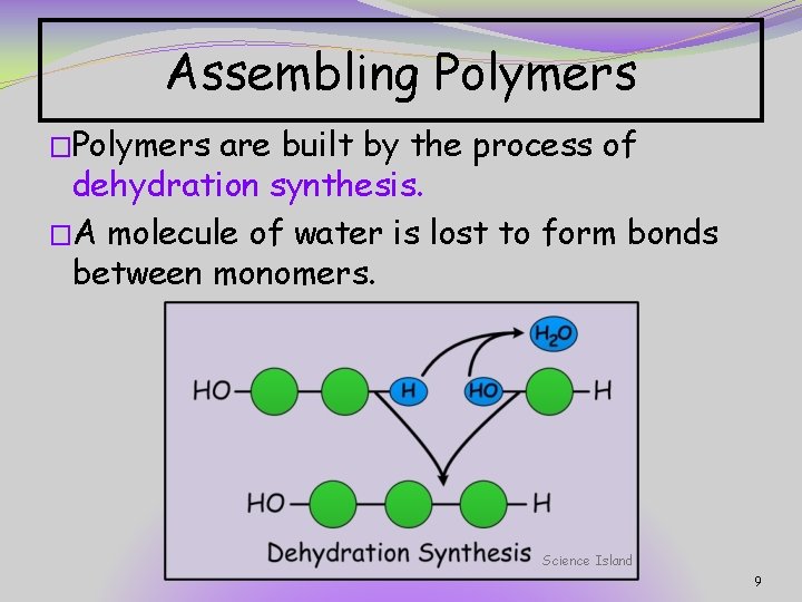 Assembling Polymers �Polymers are built by the process of dehydration synthesis. �A molecule of