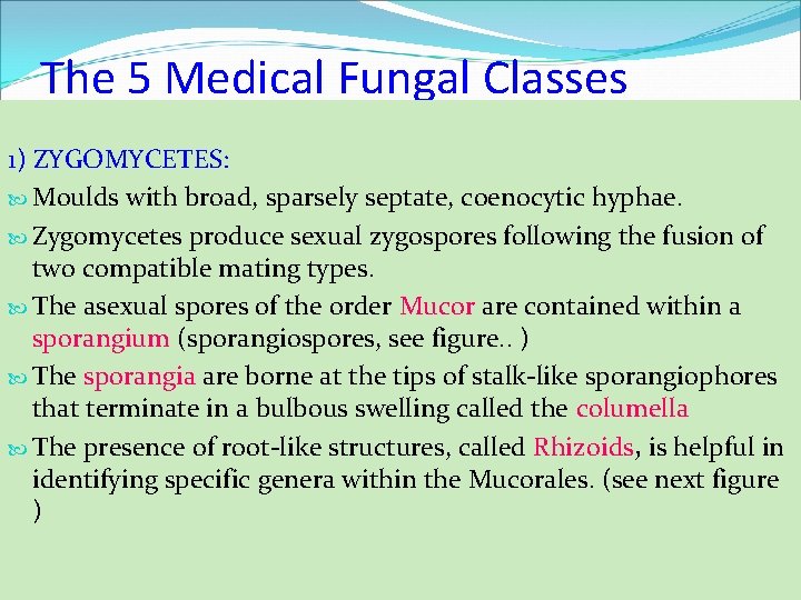 The 5 Medical Fungal Classes 1) ZYGOMYCETES: Moulds with broad, sparsely septate, coenocytic hyphae.