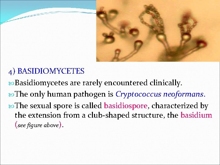 4) BASIDIOMYCETES Basidiomycetes are rarely encountered clinically. The only human pathogen is Cryptococcus neoformans.