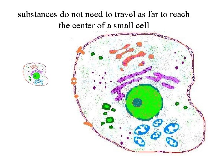 substances do not need to travel as far to reach the center of a