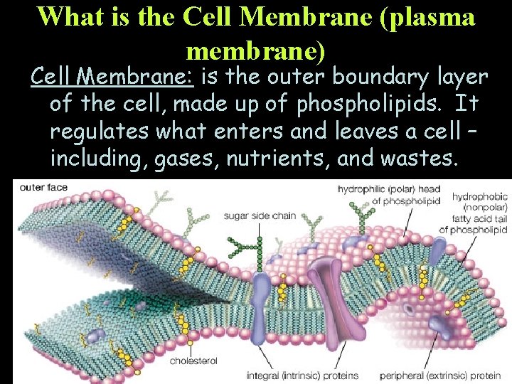 What is the Cell Membrane (plasma membrane) Cell Membrane: is the outer boundary layer