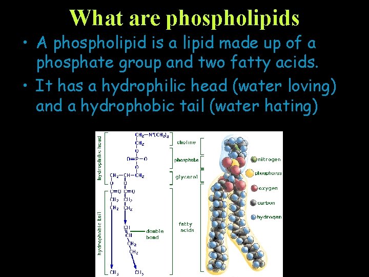 What are phospholipids • A phospholipid is a lipid made up of a phosphate