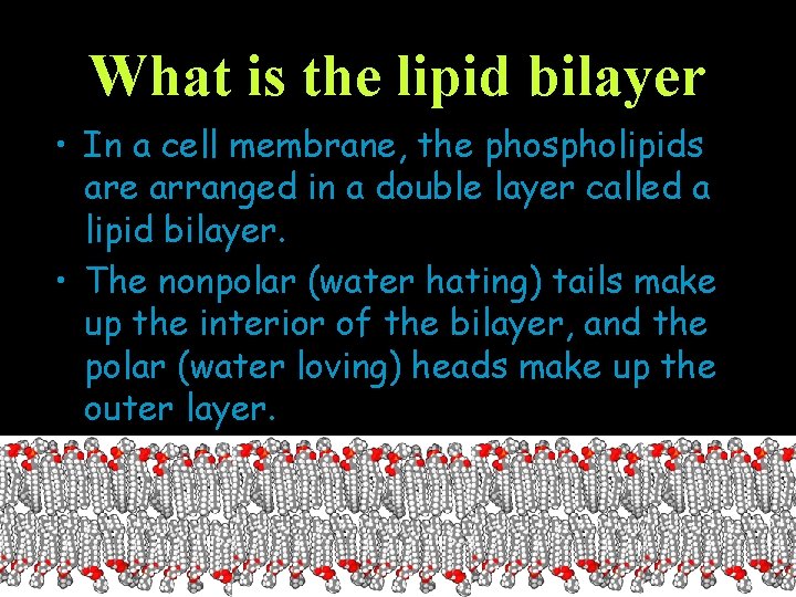 What is the lipid bilayer • In a cell membrane, the phospholipids are arranged