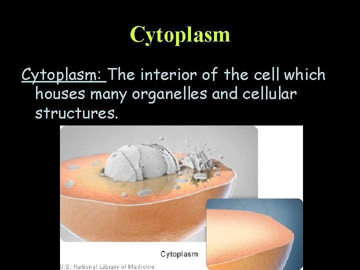 Cytoplasm: The interior of the cell which houses many organelles and cellular structures. 
