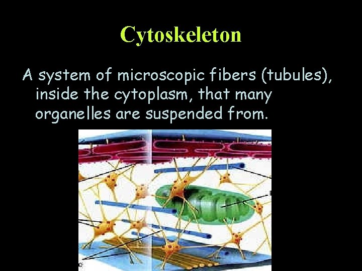Cytoskeleton A system of microscopic fibers (tubules), inside the cytoplasm, that many organelles are