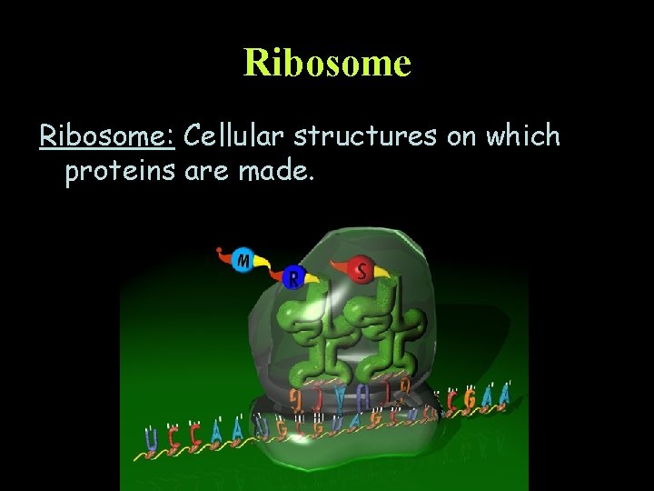 Ribosome: Cellular structures on which proteins are made. 