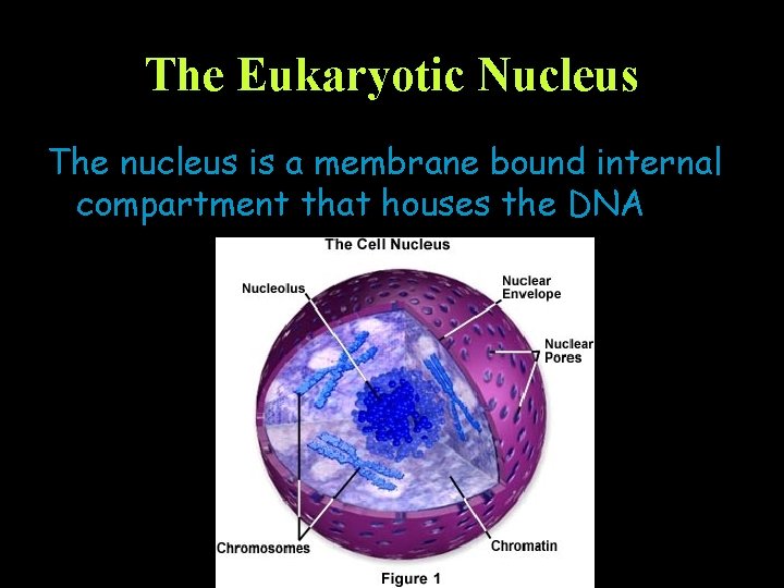 The Eukaryotic Nucleus The nucleus is a membrane bound internal compartment that houses the